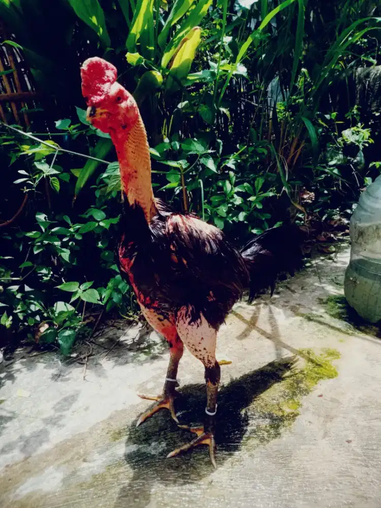 Ayam ganoi x pamma pukul saraf win 3 x Monggo jos siap rawat arena lg