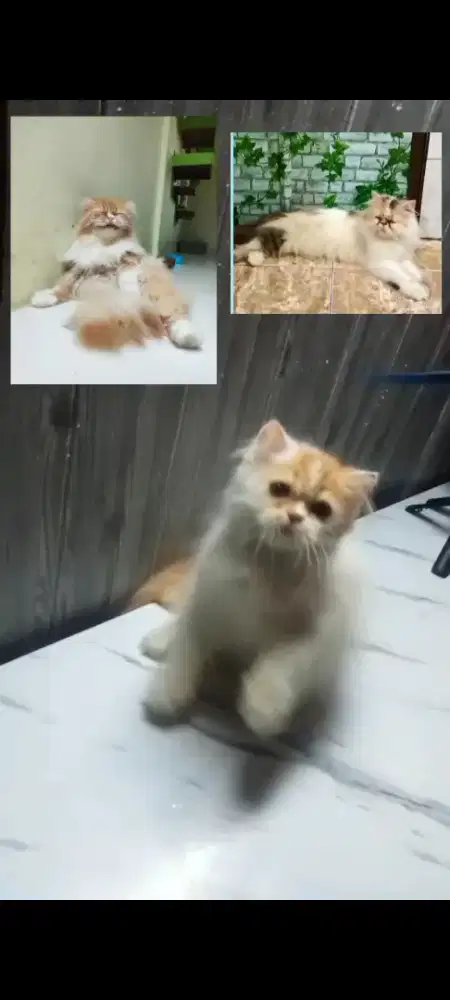 Kitten Persia long peak mix persi bsh