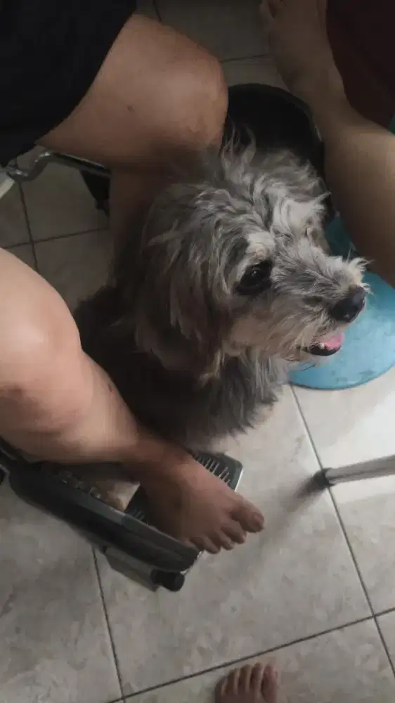 Shitsu mix campur jantan