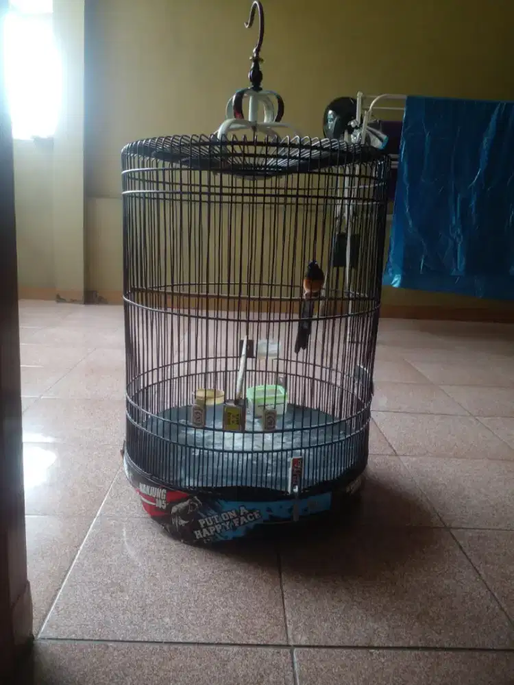 BURUNG MURAI FULLSETT GACOR