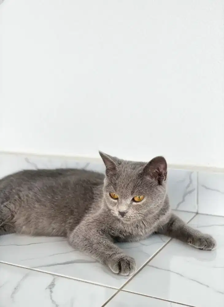 BSH BLUE BETINA