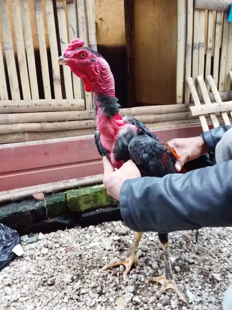 Saigon muda pukul ko Vido ada Monggo bisa bantu kirim