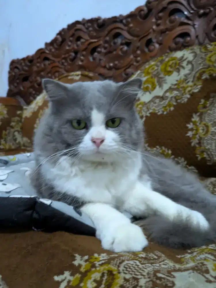 Kucing jantan persia medium + bonus cocok untuk peliharaan atau kawin