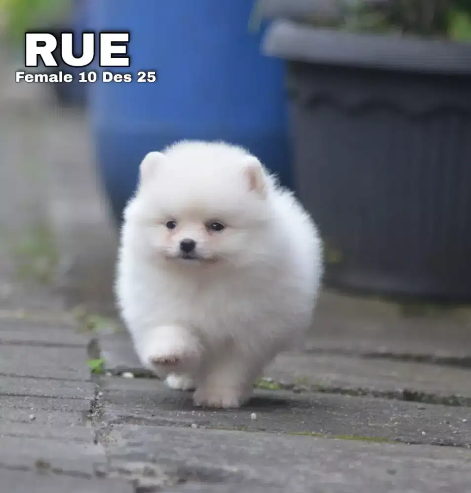 Minipom white cream betina •RUE•