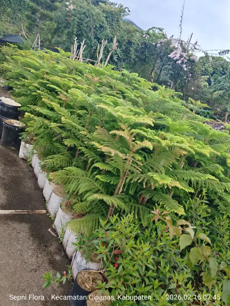 Tanaman Cemara Noflox