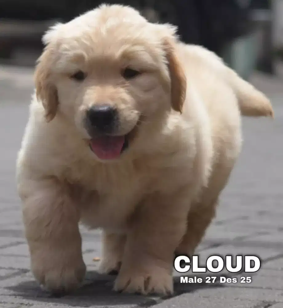 Golden ret jantan •CLOUD•