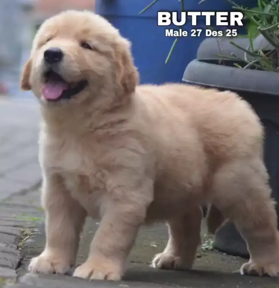 Golden ret jantan •BUTTER•