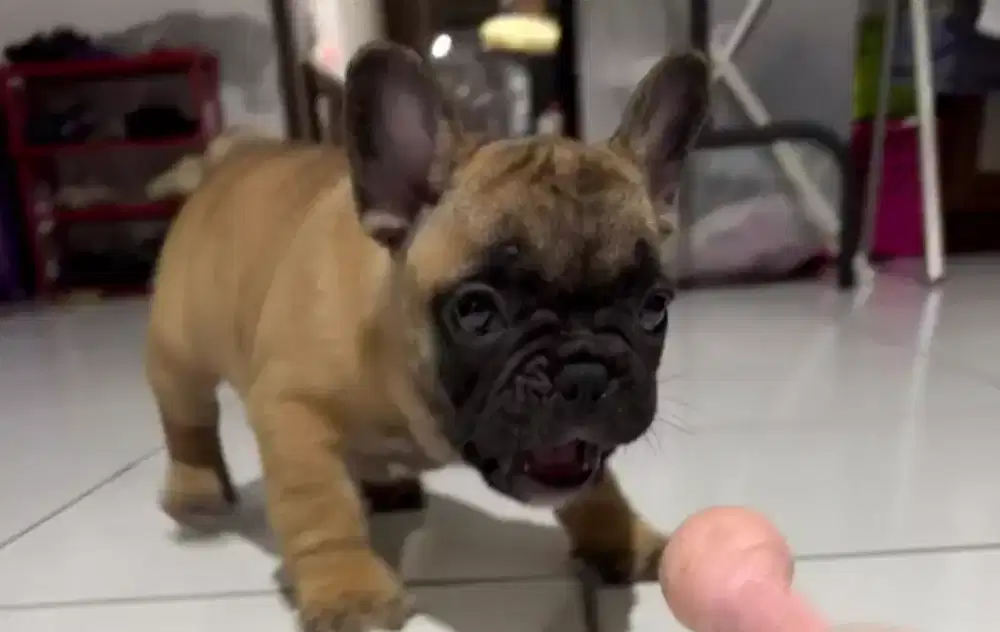 French bulldog fawn jantan •PEANUT•