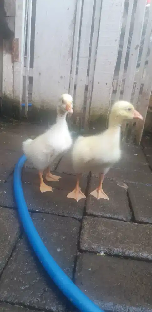 Anak bebek angsa soang banyak