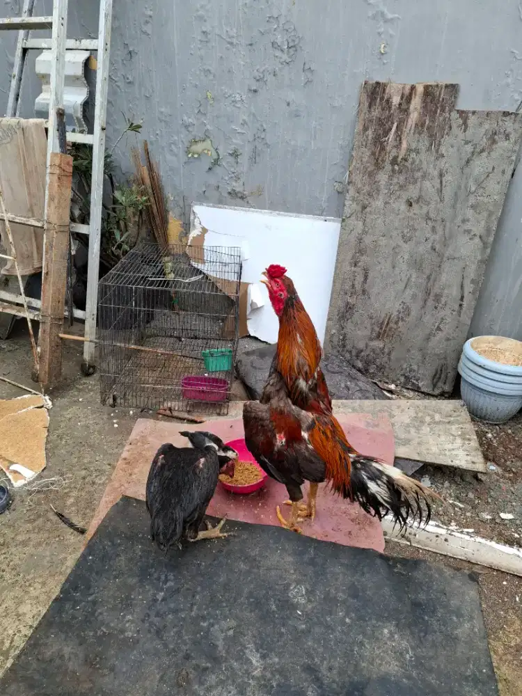 Ayam bangkok kampung