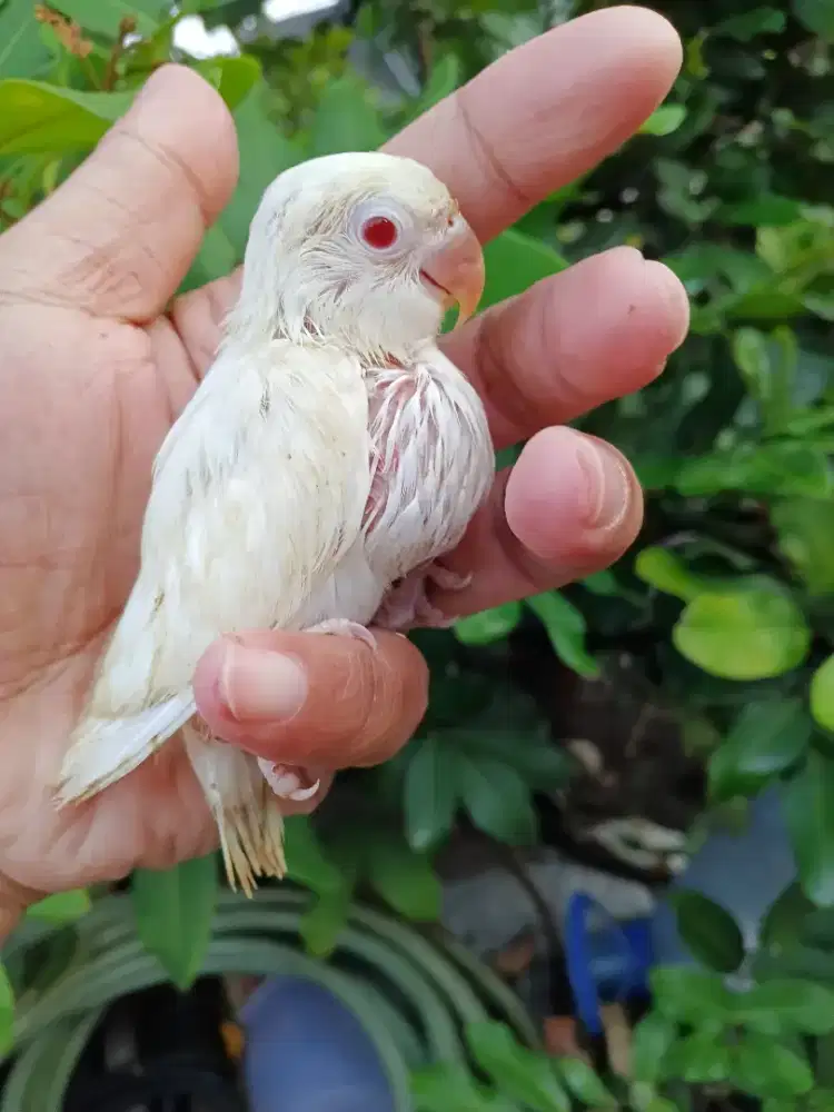 Lolohan lovebird mata merah