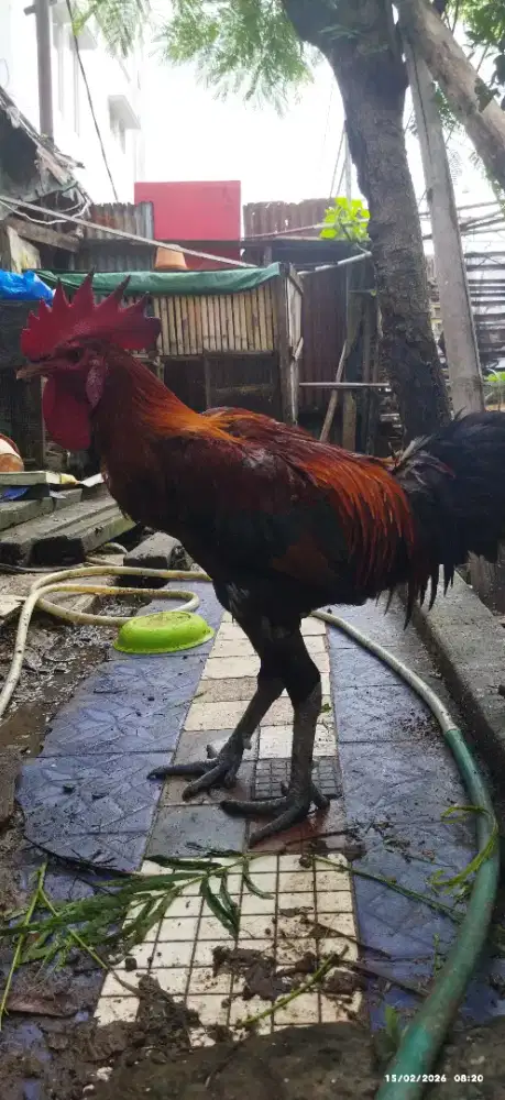 Ayam pelung , jago merah, postur tinggi gede