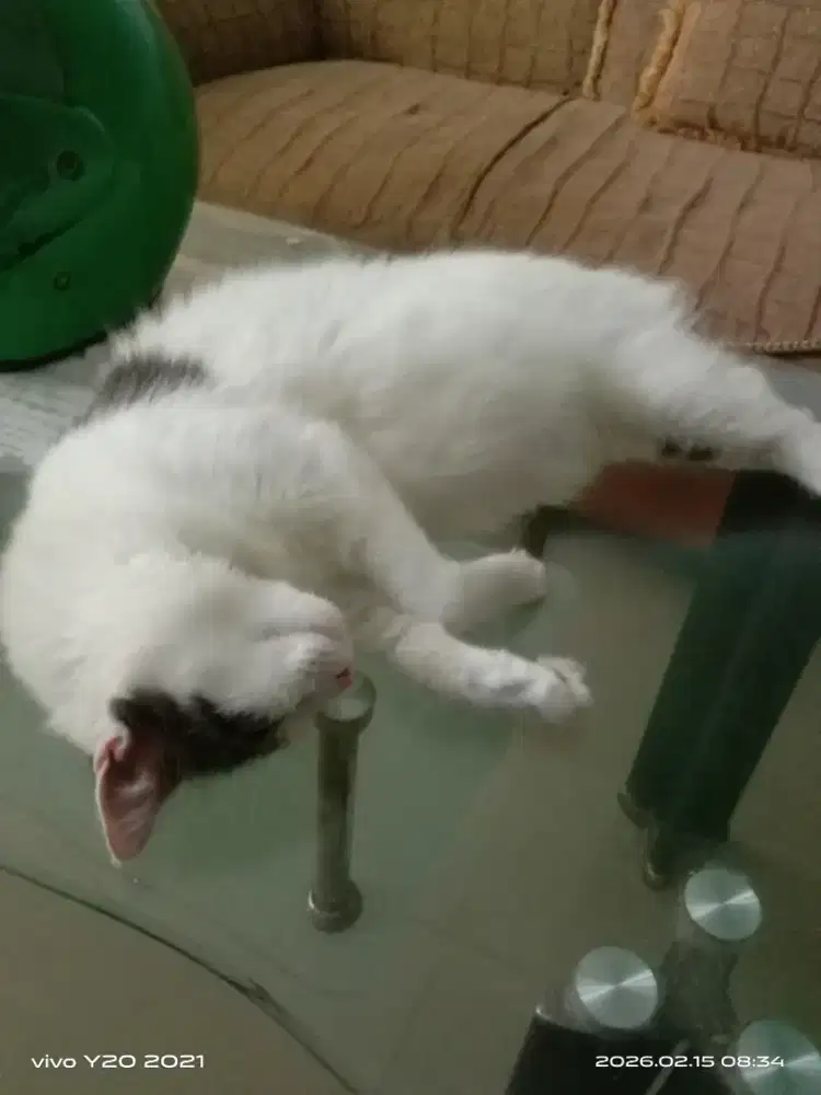 Cari untuk adpo kucing