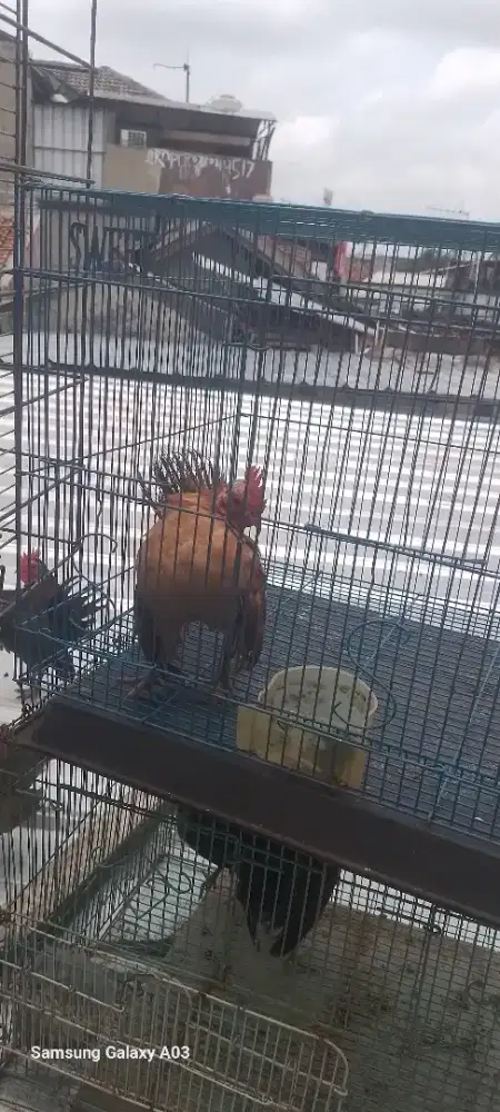 Ayam serama jantan nya bosku