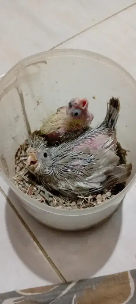 Jual lolohan/anakan parkit Australia/falk White face