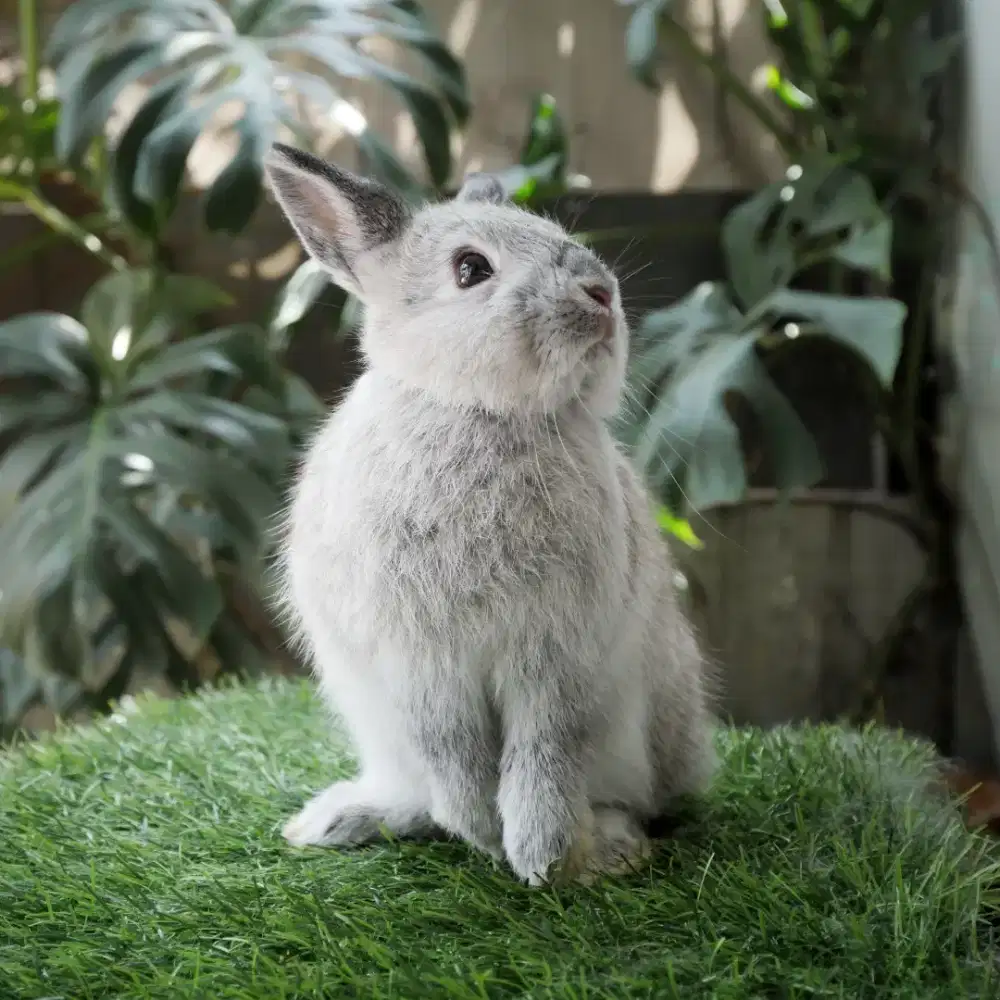 Kelinci mini netherland dwarf