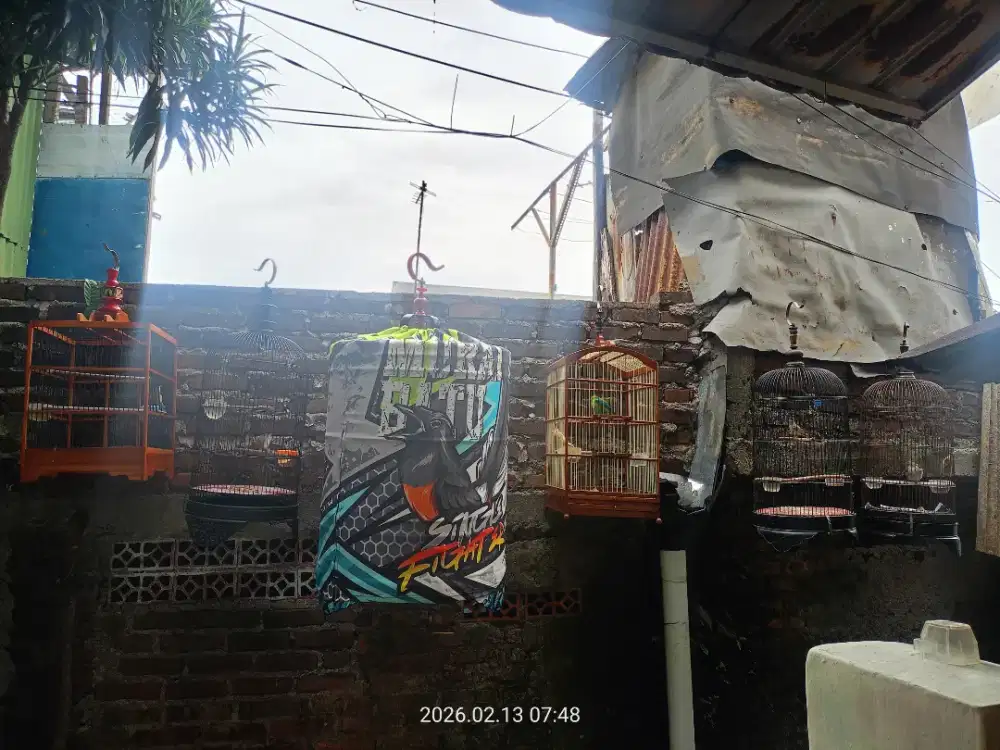 Murai Ak47,ciwah,kenari,cak ranting,cak wilis,sanger