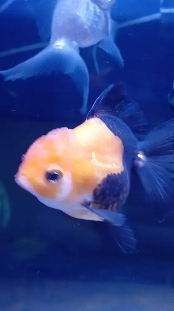 Menjual Ikan mas koki