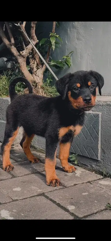 Puppy Rottweiler Stambum