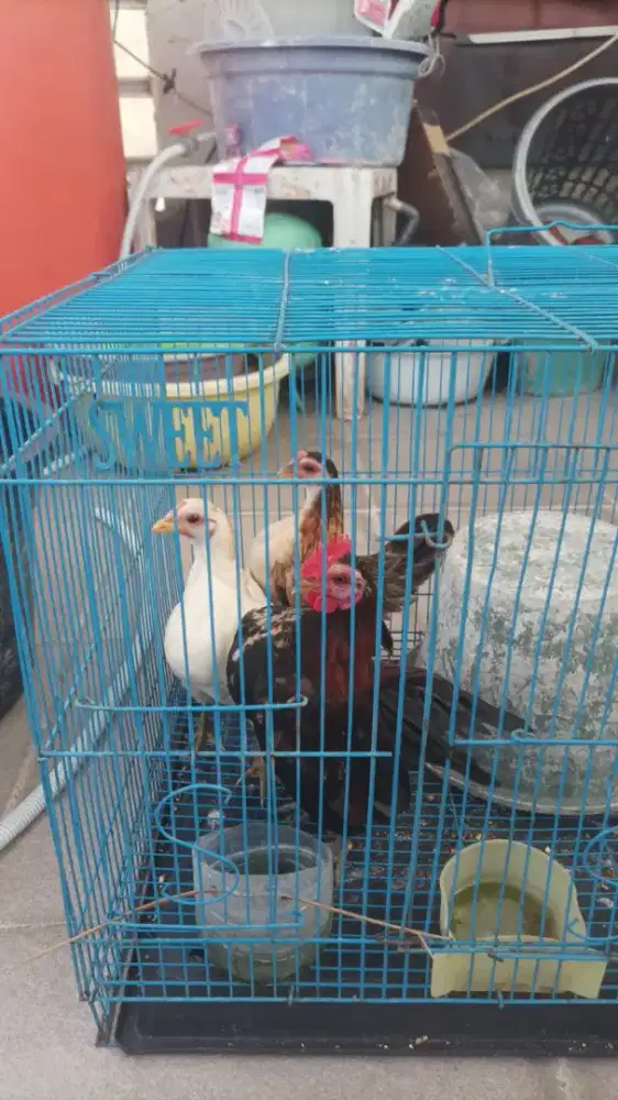 Yo bosku fokus ke jantan nya aj ni