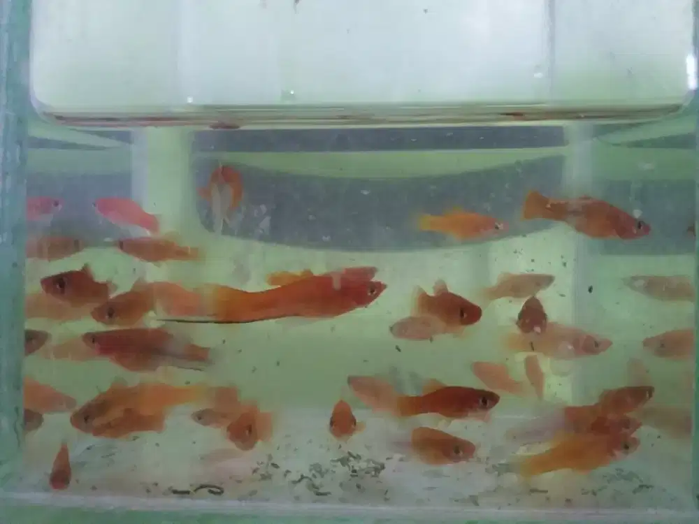 Ikan hias mas pedang, kohaku, koi & guppy