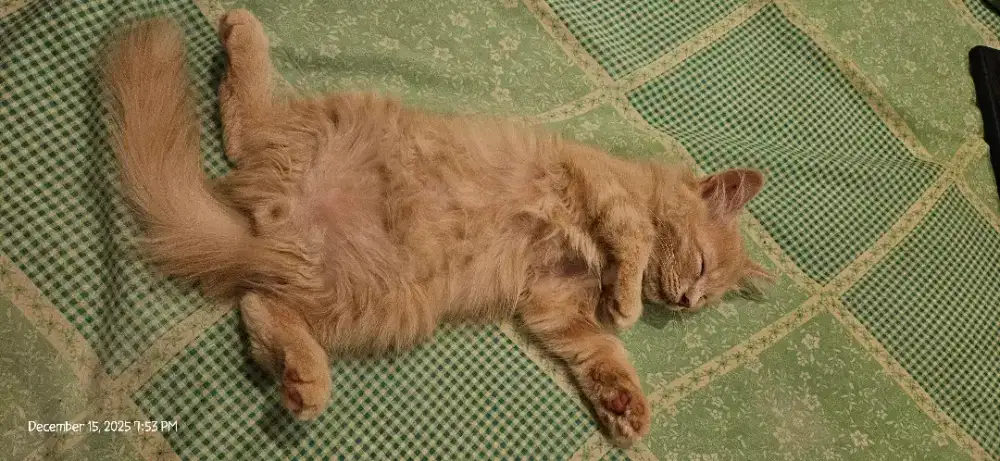 Kucing Kitten mix persia