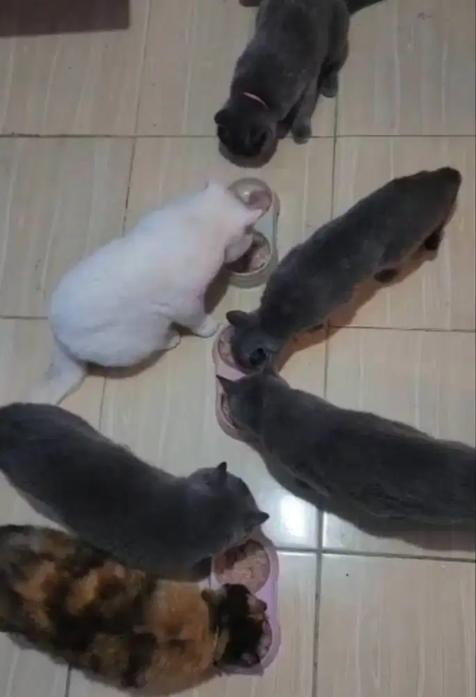 6 kucing Bsh British shorthair Breading