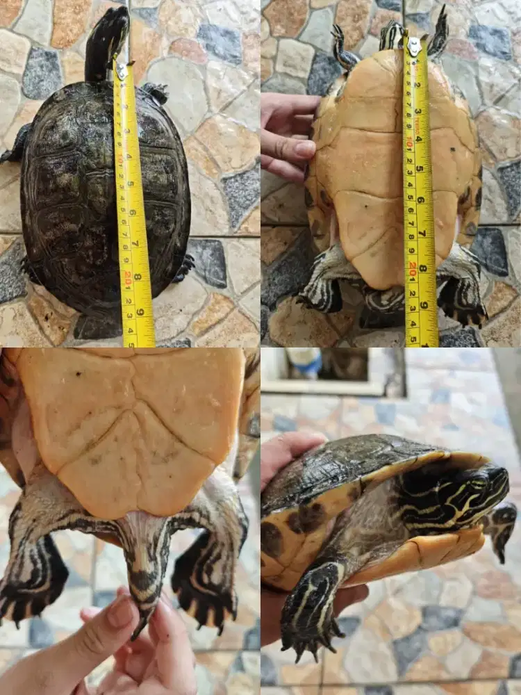 Indukan kura kura RBN