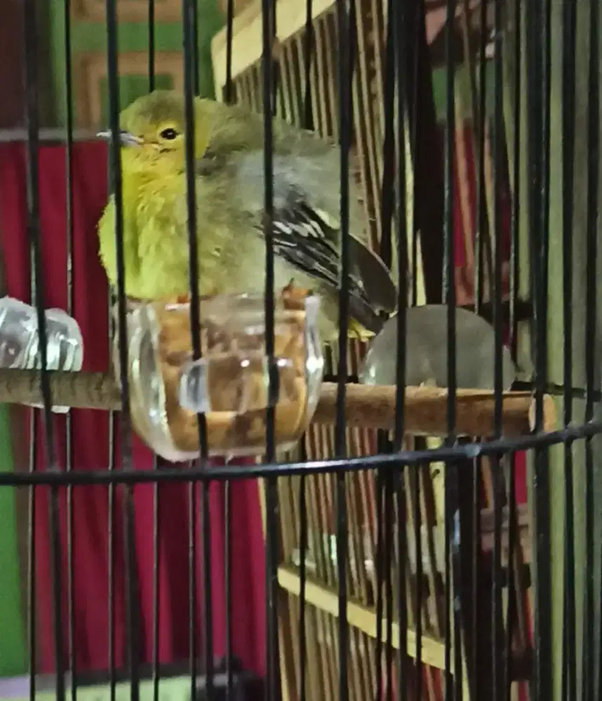 Sirtu lolohan aktif riwik