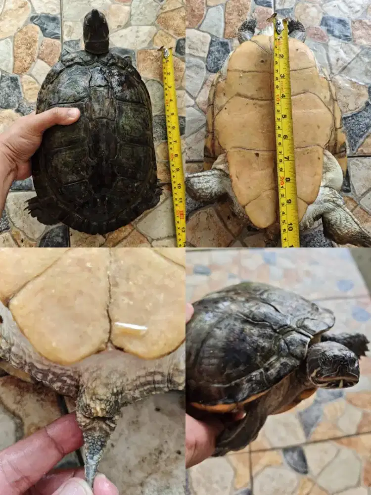 Indukan kura kura River Cooter