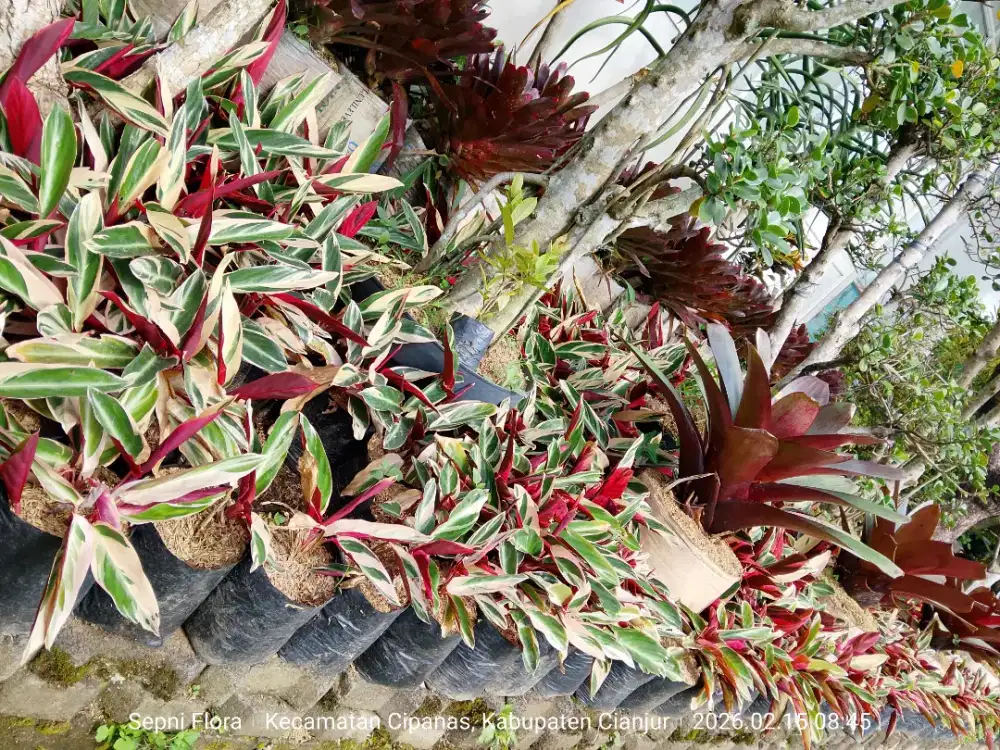 Tanaman Maranta Bali