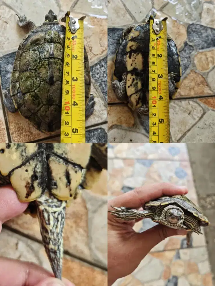 Indukan kura kura MAP