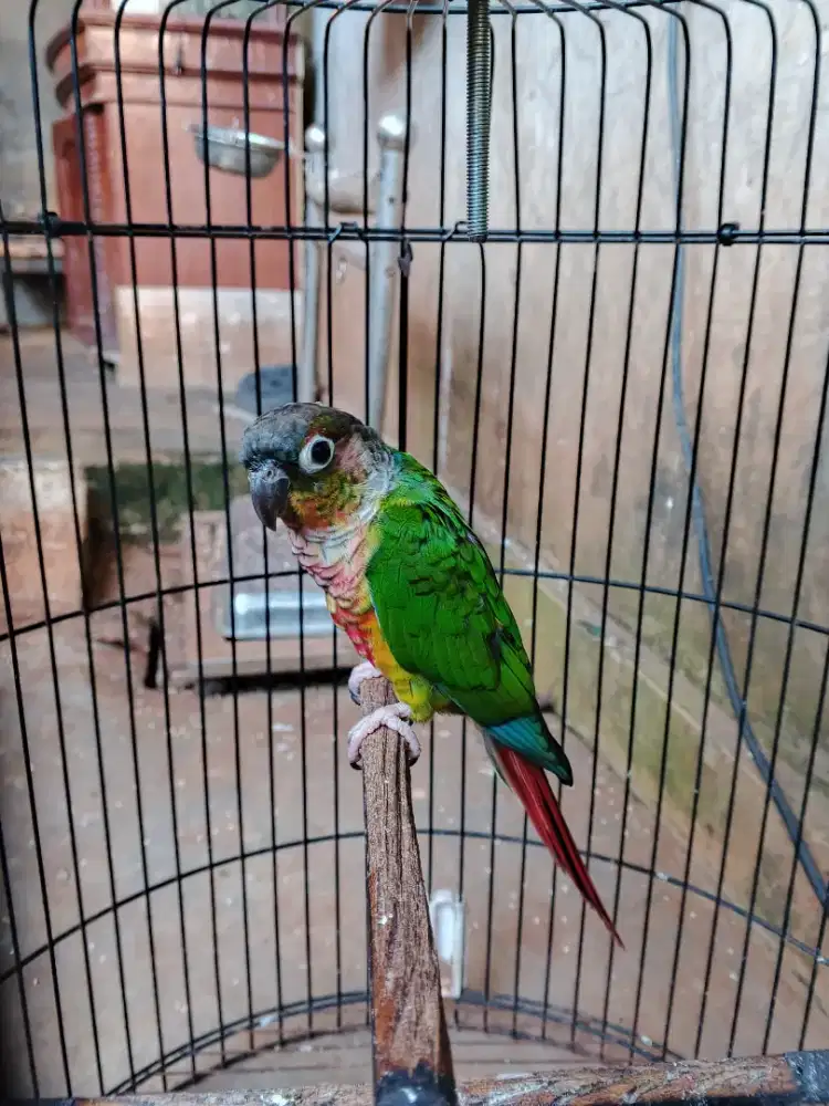 Yellow side conure redfactor