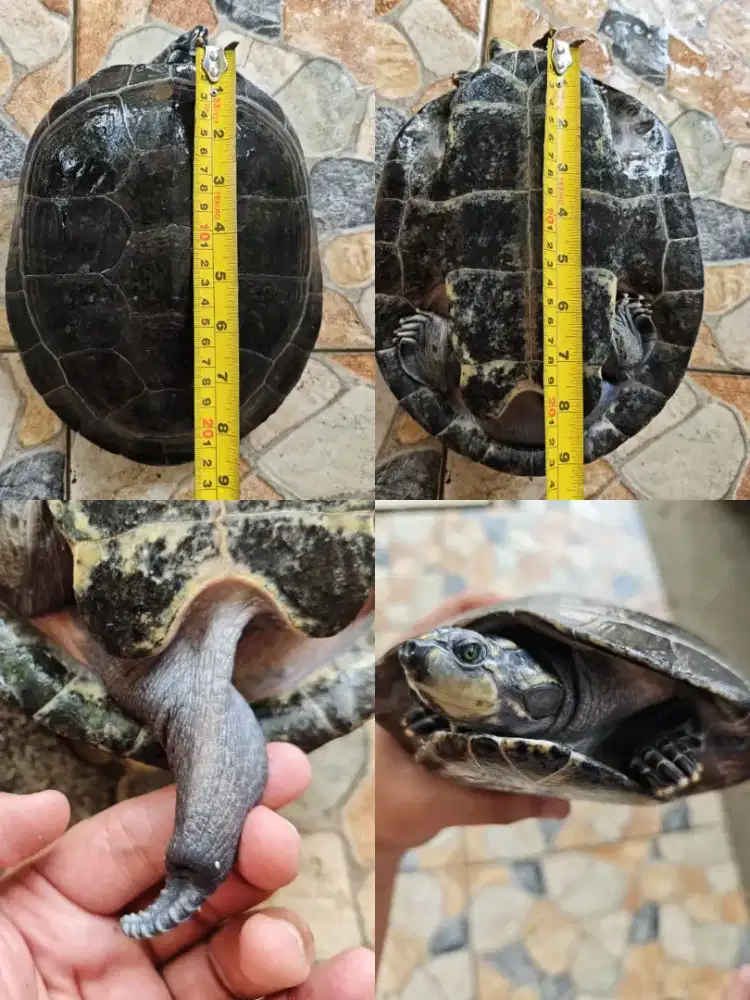 Indukan kura kura Unifilis