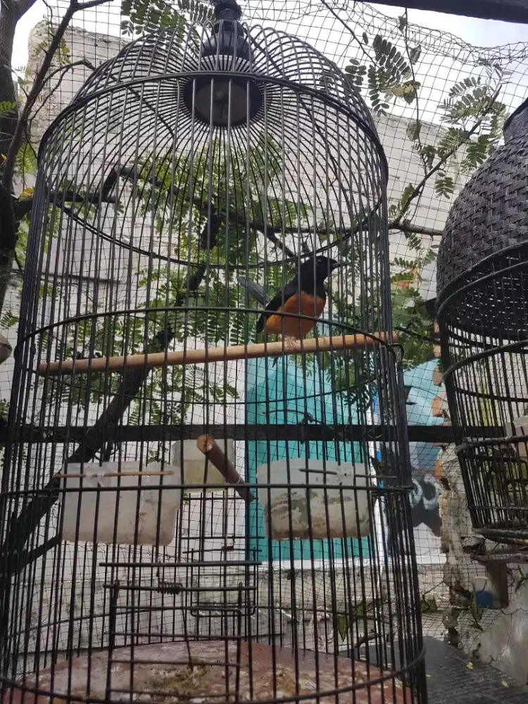 Muray pastol baru dewasa jantan