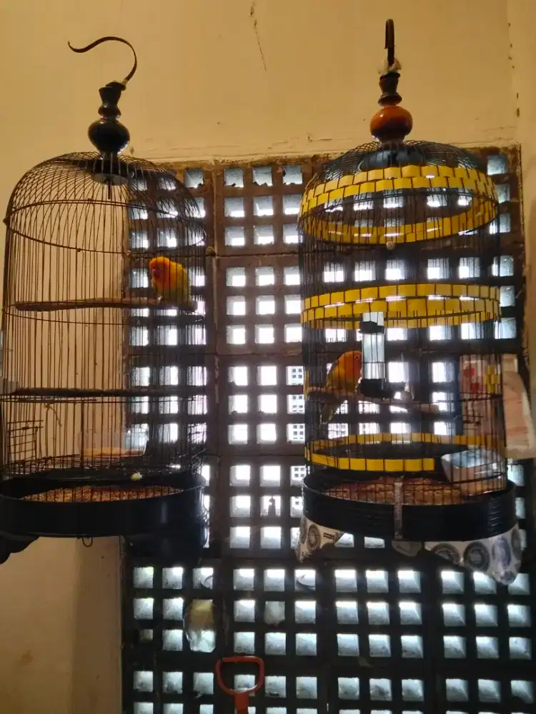 Dijual Lakbet Paskun ( sesuai Gambar ) fulset