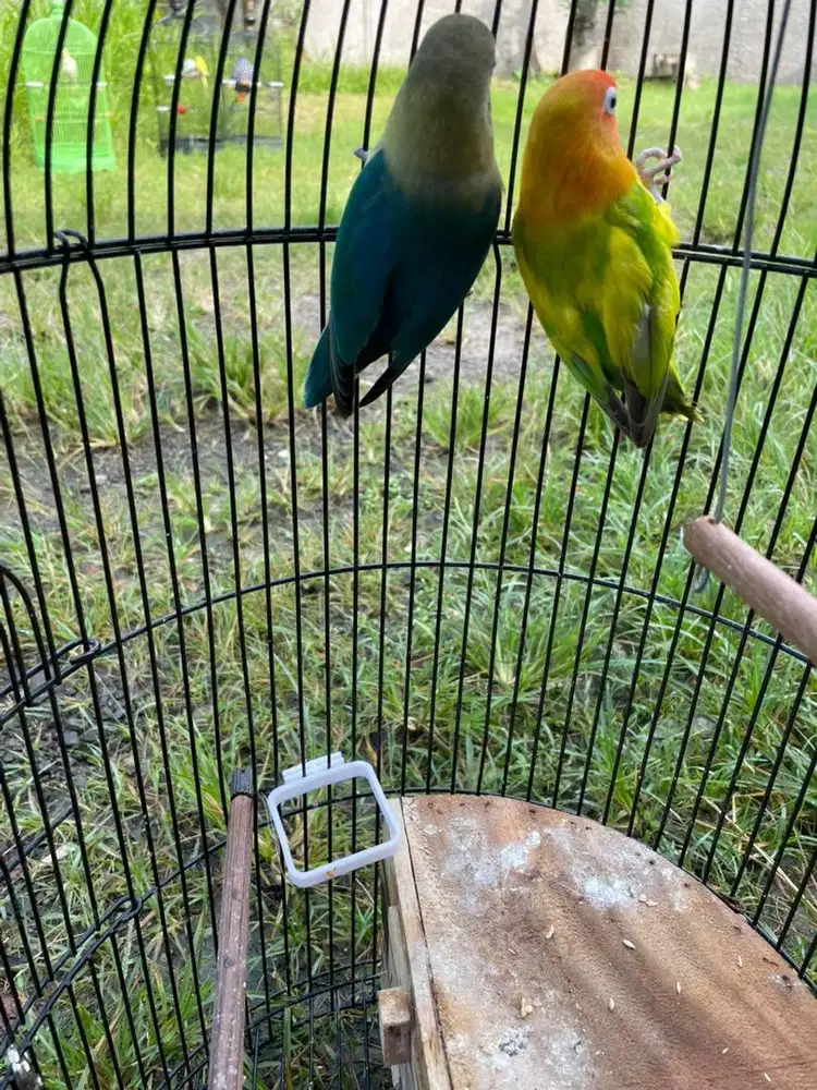 3 Ekor LB siap produksi