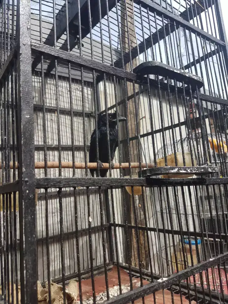 SRN rantil por total bunyi