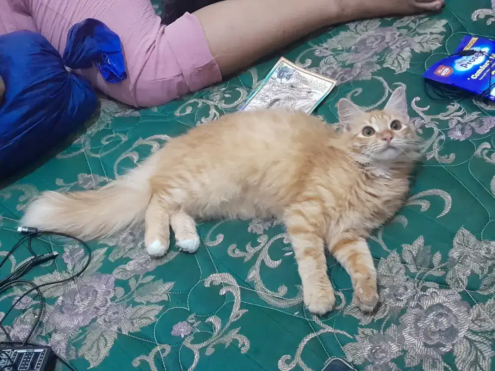 Kucing persia mix maincone