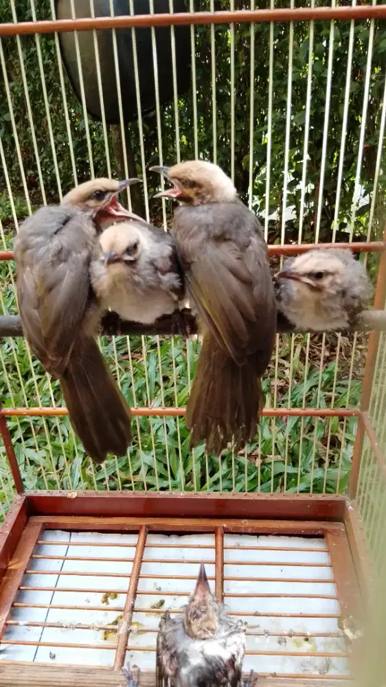 Cucak Rowo AnakanTunggal dan Pasangan Sesarang