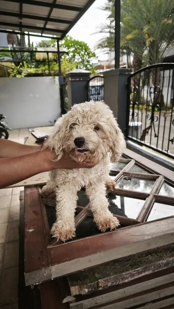 JUAL CEPAT MINI POODLE WHITE