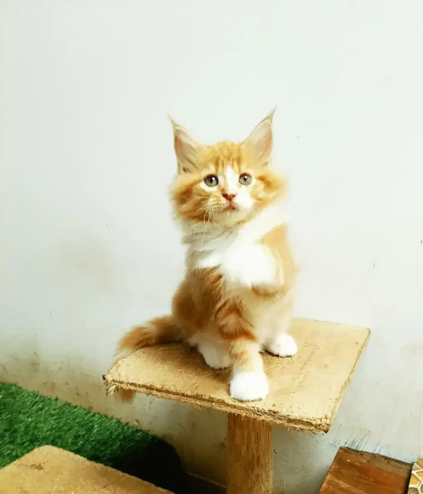 Kitten mainecoon Betina Pure. Induk ped Cfa Maine Coon