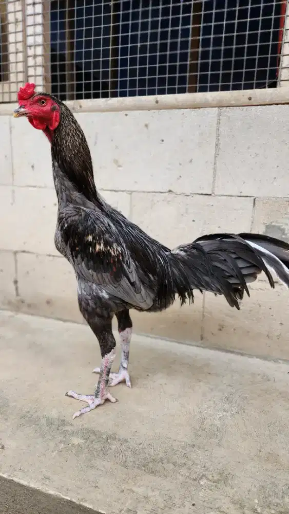 Ayam bangkok pamangon super mewah pukul saraf k3ras