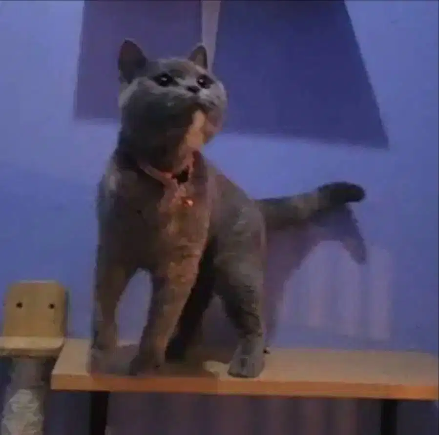 Kucing Indukan Bsh British Shorthair Non Ped