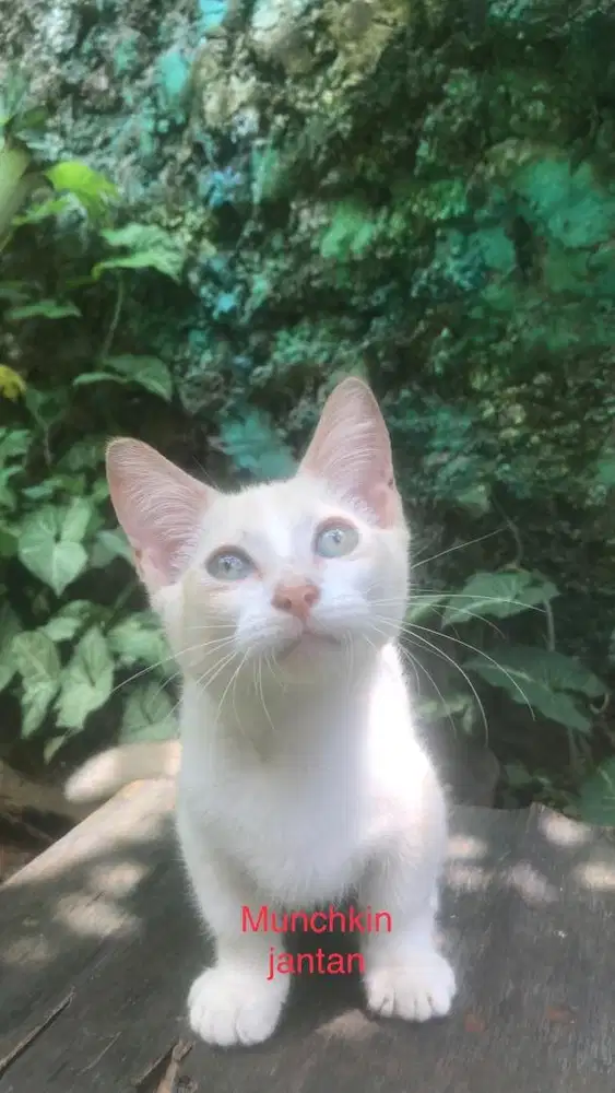 Kucing munchkin jantan