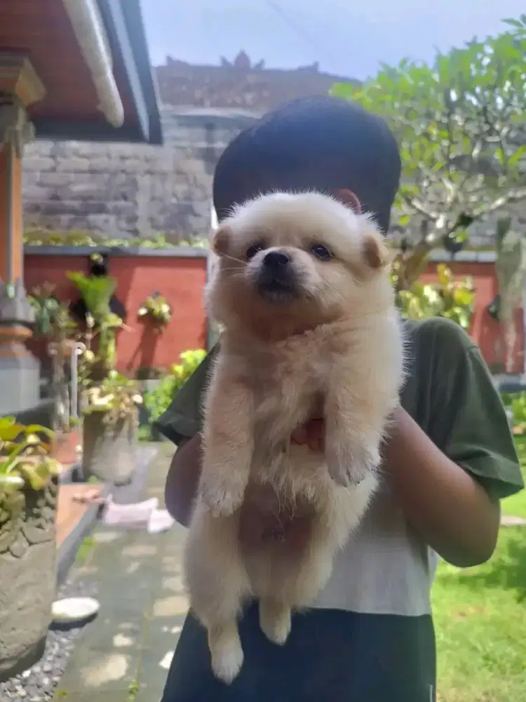 Anjing minipom pure