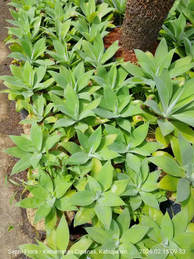 Tanaman Siklok | Jual tanaman