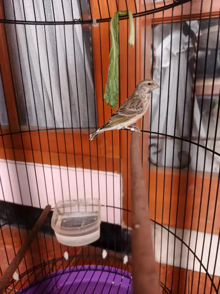 Blackthroat jantan gacor ngerol