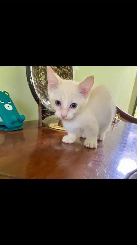 Kucing munchkin jantan