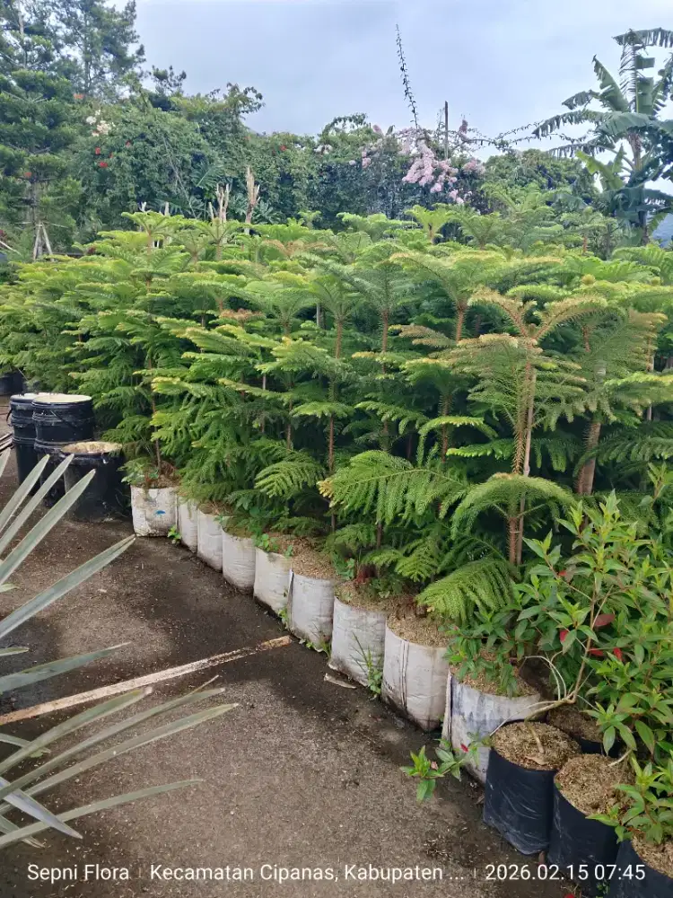 Tanaman Cemara Norflok tinggi 1.5 meter